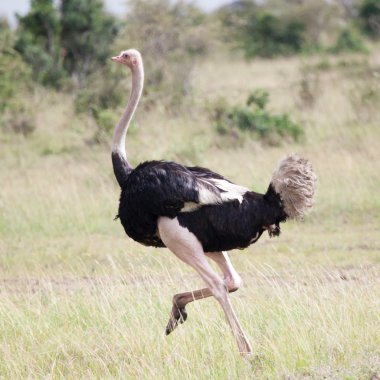 Afrikalı devekuşu çalışan erkek