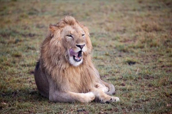 León macho bostezando — Foto de Stock