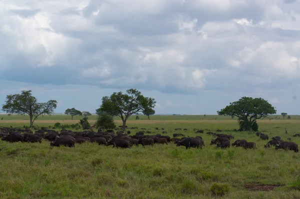 Mandria di bufali africani — Foto Stock