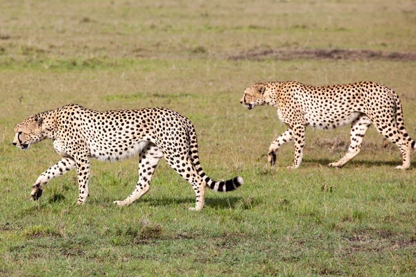 Duas Cheetahs caçando — Fotografia de Stock