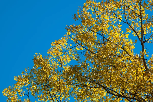 Feuille de bouleau jaune — Photo