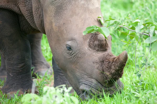 Cabeza de rinoceronte — Foto de Stock
