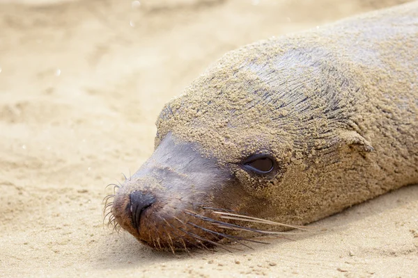 Ein Seelöwe am Strand — Stockfoto