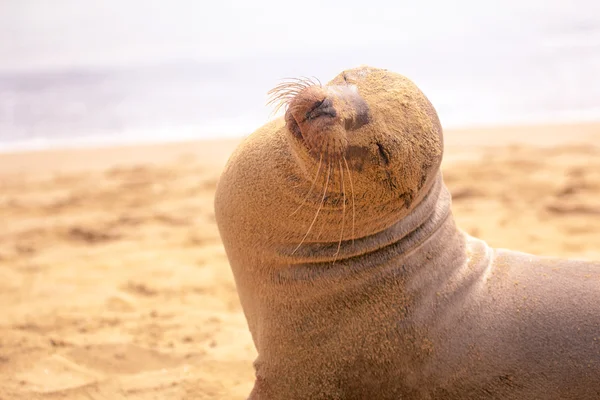 A sea lion on the beach — Stock Photo, Image