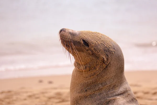 Un lion de mer sur la plage — Photo