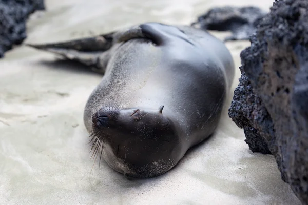 Un leone marino che dorme accanto alla roccia alle isole Galapagos — Foto Stock