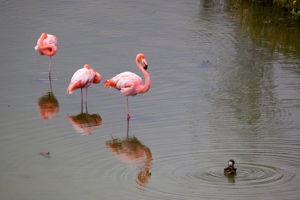 Drie grotere Flamingo's en eend in het water — Stockfoto