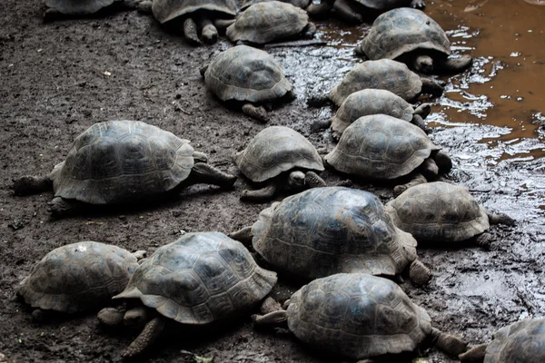 Tortue géante bébé à l'île Isabela — Photo