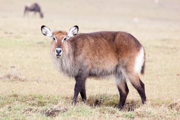 Vista laterale di un waterbuck femminile — Foto Stock