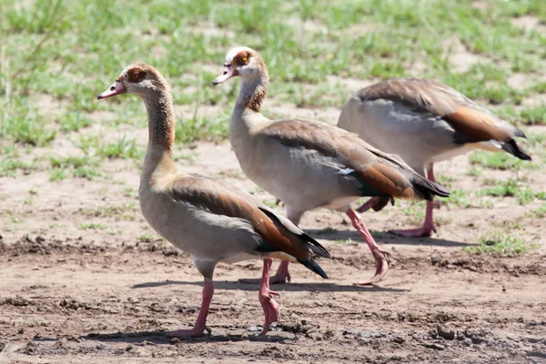 マサイマラ国立保護区でエジプトのガチョウ — ストック写真