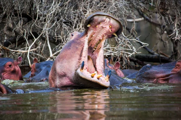 Hippo opening huge mouth Stock Photo