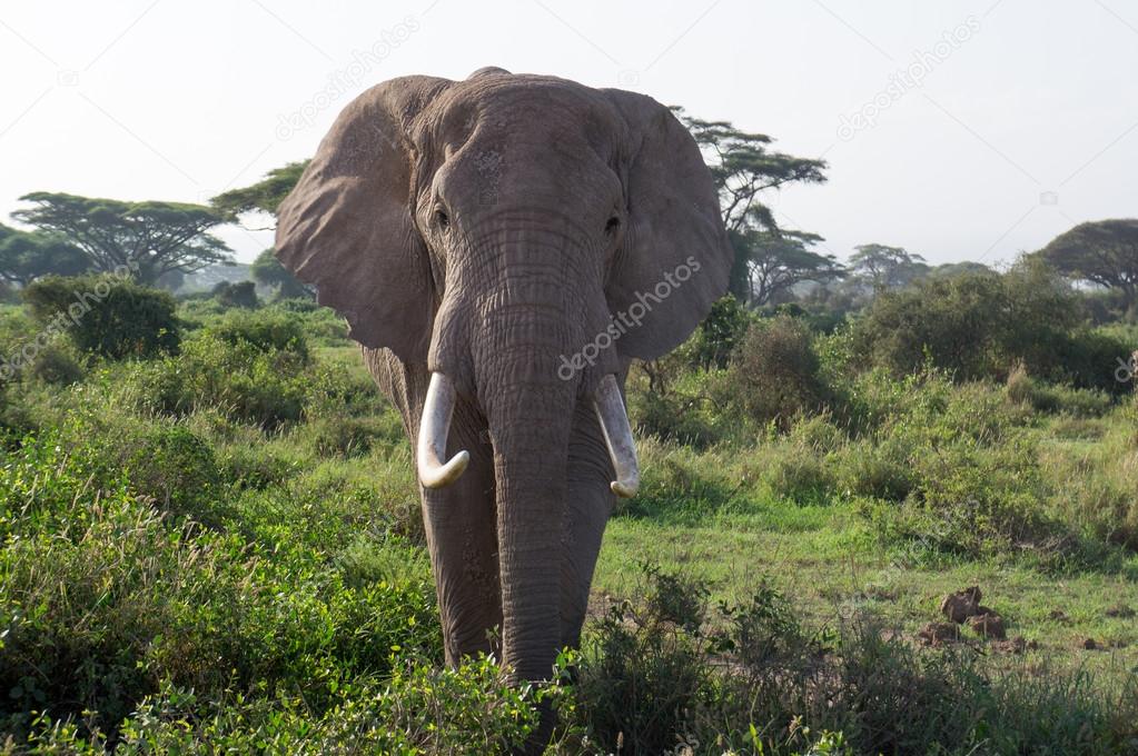 Front view of African elephants