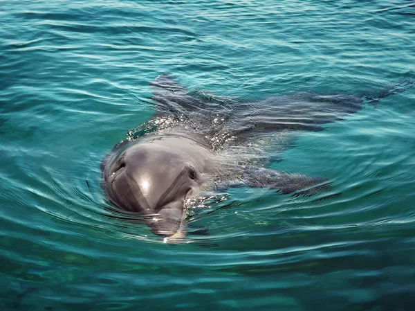 Smiling Dolphin looks at me — Stock Photo, Image