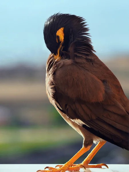 Mynah καθαρίζει plumelets — Φωτογραφία Αρχείου