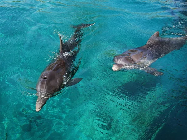Flytande delfiner i rent vatten. — Stockfoto