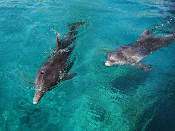 Floating dolphins in clean water.