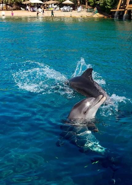 Delfiny igraszki w pobliżu plaży — Zdjęcie stockowe