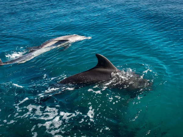 Golfinhos brincalhões flutuantes . — Fotografia de Stock