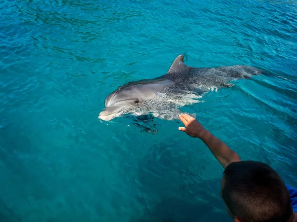 Delfín y hombre —  Fotos de Stock