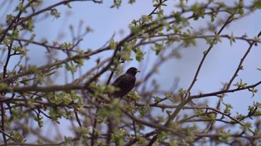 Güzel sığırcık kuşu çiçek açan bir ağaç dalına tünemiş, dingin doğal ortamdaki canlı tüylerini ortaya çıkarmış.