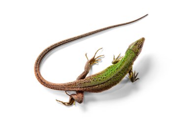 Beyaz izole görünümünün üzerinde yeşil kertenkele