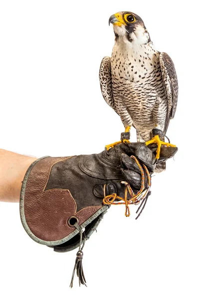 Wild young falcon on trainer glove isolated — Stock Photo, Image