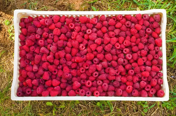 Läckra första klass färska hallon — Stockfoto