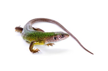 Beyaz izole görünümünün üzerinde yeşil kertenkele