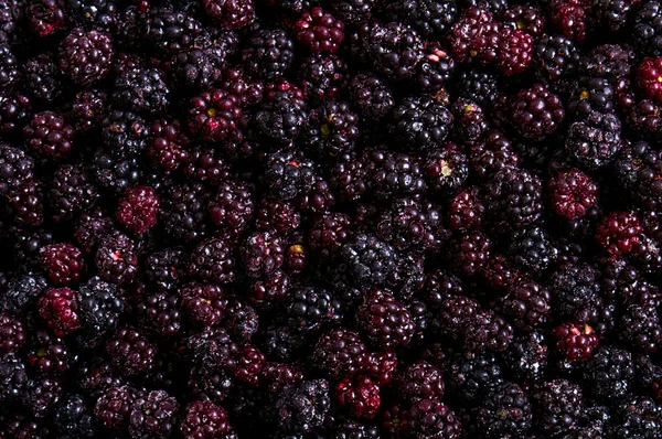 Frozen domestic wild blackberries background - texture — Stockfoto