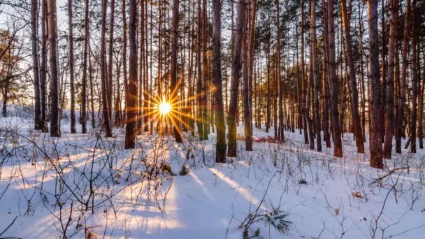 Puesta de sol en el bosque entre las cepas de los árboles en el período de invierno — Vídeos de Stock