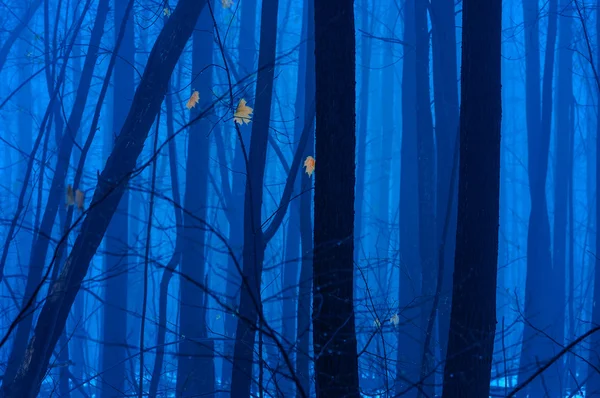 Floresta assustadora com árvores negras no nevoeiro — Fotografia de Stock
