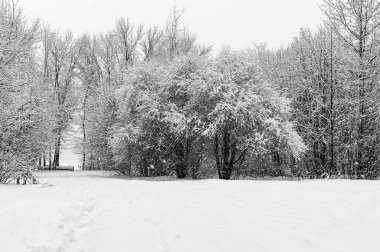 bir kar yağışı sırasında kar kış ağaçta