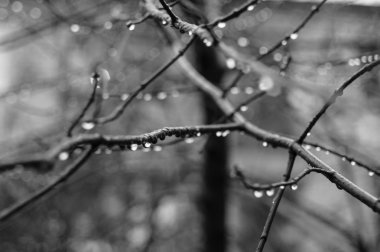 Güzel sonbahar ağaç dalı ile yağmur damlaları, makro arka plan