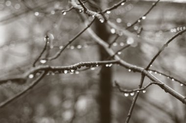 Güzel sonbahar ağaç dalı ile yağmur damlaları, makro arka plan