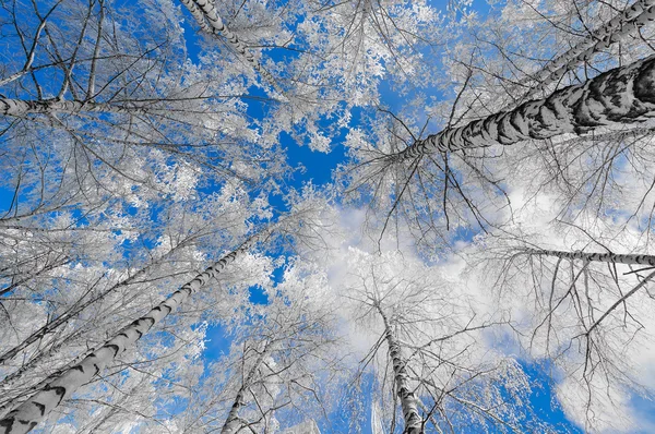 Snötäckta trädtoppar vintertid mot blå himmel Stockbild