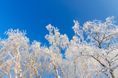 Kar kış mavi gökyüzü karşı ağaç üstleri örtülü