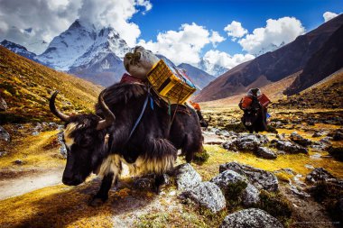 Himalaya yak karavan