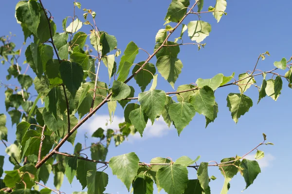 Arrière-plan naturel avec branches de bouleau et jeunes feuilles brillantes — Photo