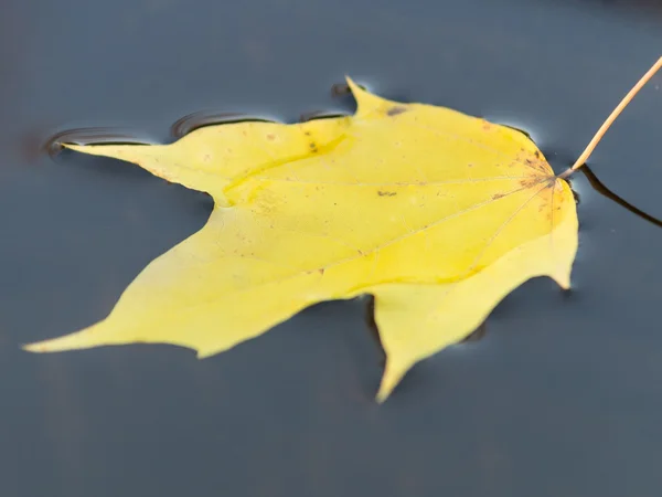 黄色枫叶在水中 图库图片
