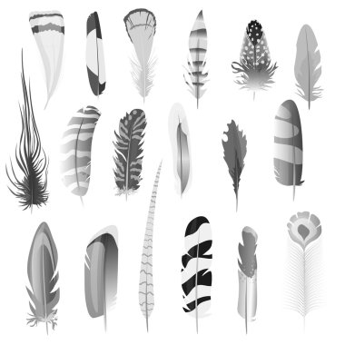 Detaylı siyah beyaz stil kuş tüyleri kümesi topluluğu. Dekorasyon öğeleri. Vektör çizim.