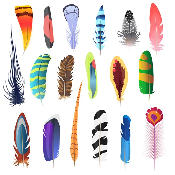 Colección de plumas de pájaro de color detallado conjunto. Elementos decorativos. Ilustración vectorial . — Vector de stock