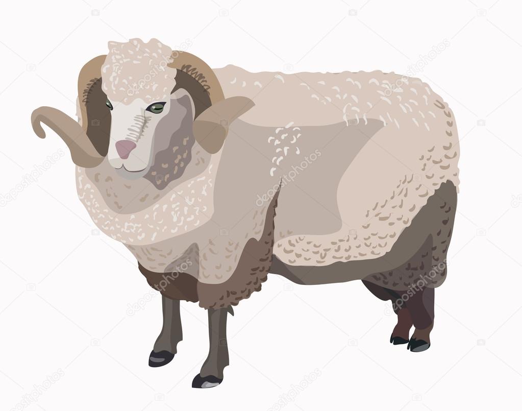 Ram sheep isolated at the white background