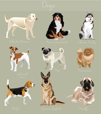 İzole köpekler kümesi farklı türü. Büyük ve küçük hayvanlar.