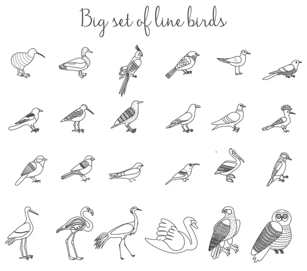 Las aves delinean iconos de ilustración de líneas delgadas. Dibujos animados coloridos pájaros iconos conjunto . — Vector de stock