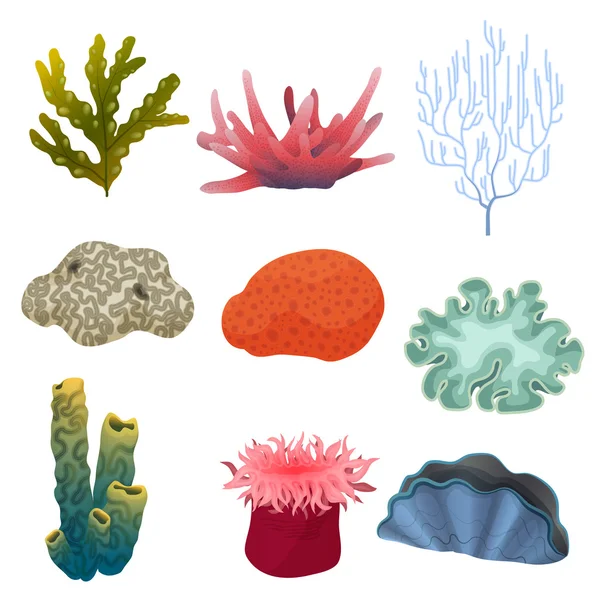 만화 수 중 식물 및 색상 암초 산호 아이콘 세트의 다른 종류. 바다 바닥. — 스톡 벡터