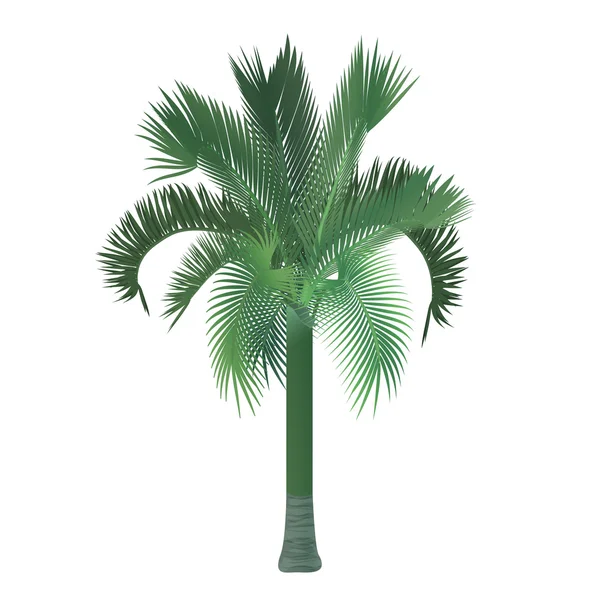 Vector tropical exótico alto detallado palmera aislado . — Vector de stock