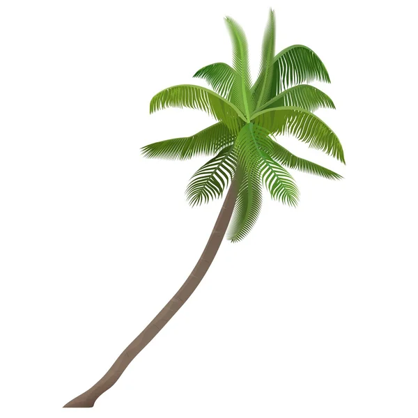 Vector de nuez de coco tropical exótico alta palmera detallada aislado . — Vector de stock