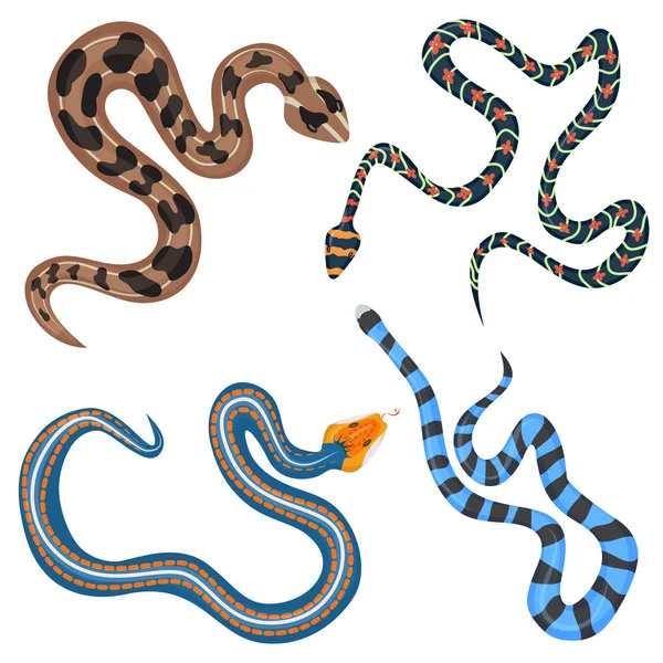 Vector colorful tropical snakes collection set top. — Stock Vector