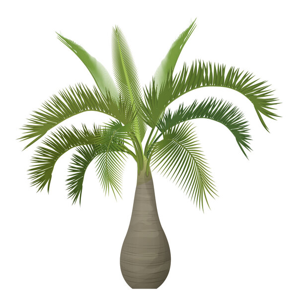 Vector tropical exotic palm tree isolated.