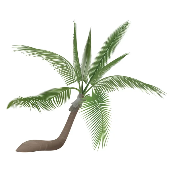 Vector coco nuez tropical exótica alta palmera detallada aislado . — Archivo Imágenes Vectoriales